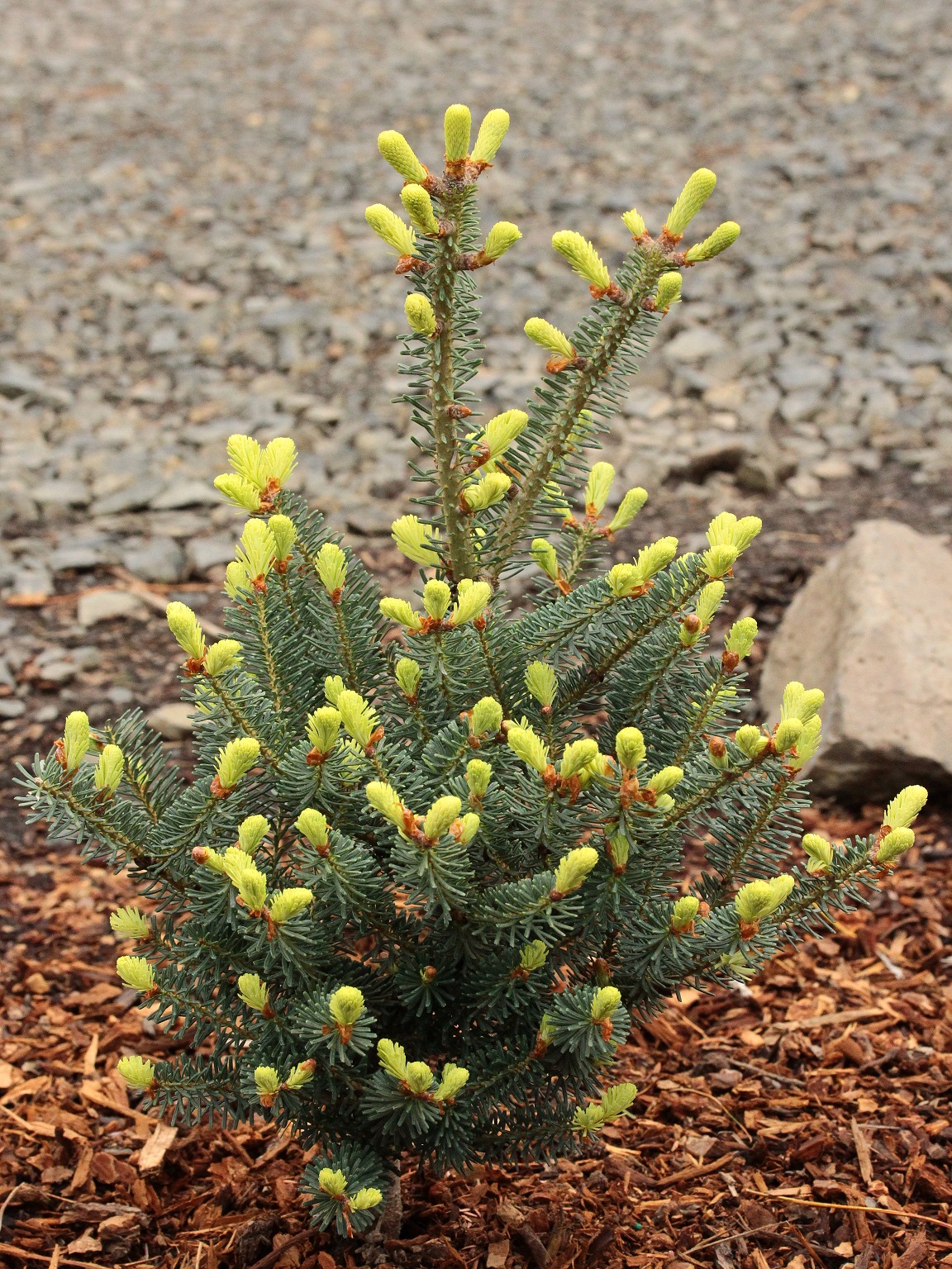 Golden Korean Fir Fruhlingsgold