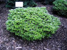 Korean Fir Gruebele