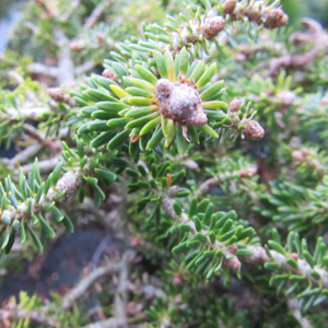 Korean Fir Kleiner Prinz