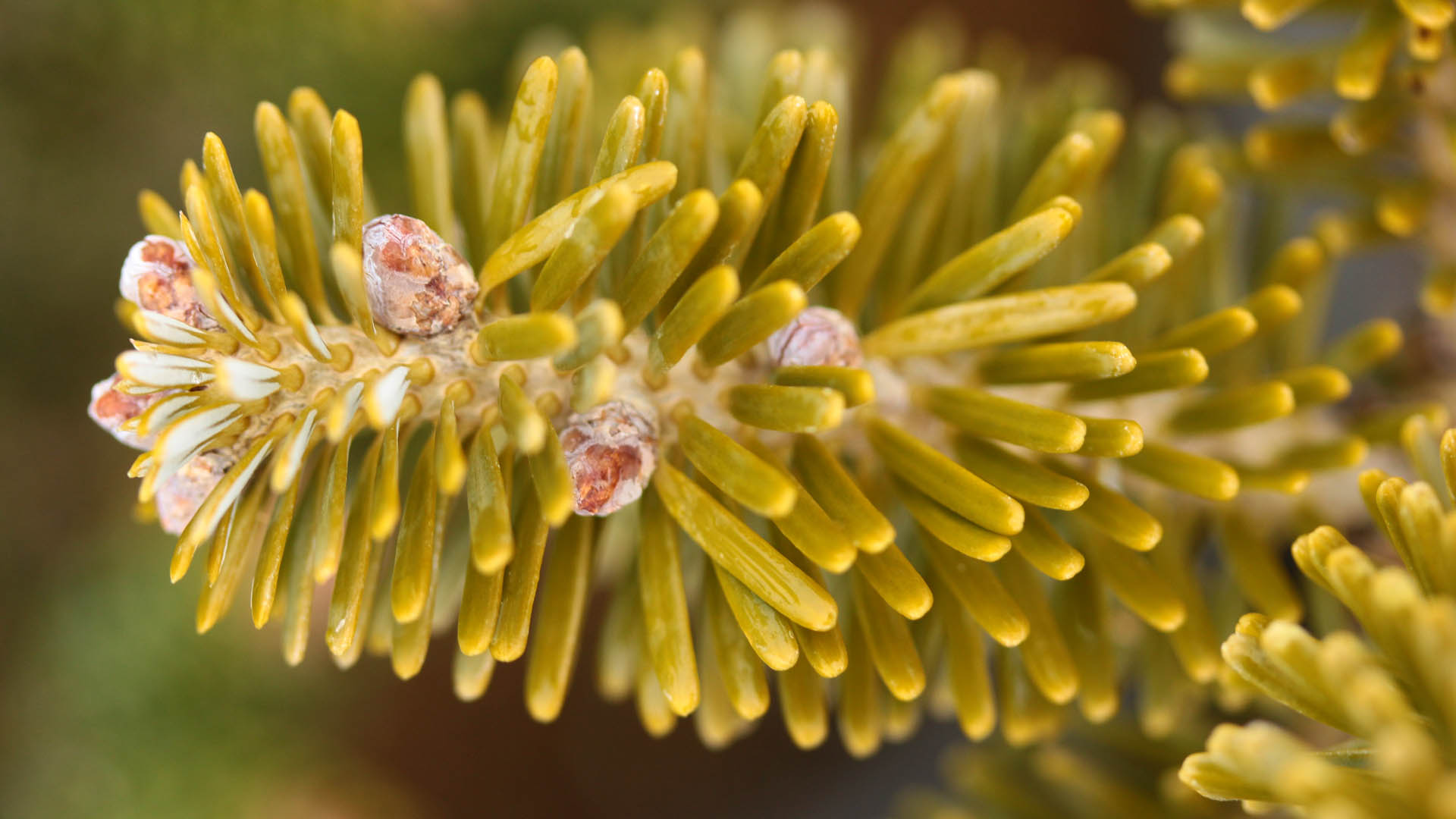 Golden Korean Fir Kobalt