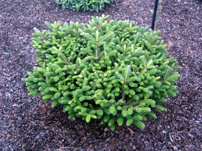 Korean Fir Oberon