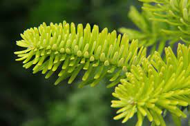 Golden Korean Fir Rodzyn Gold