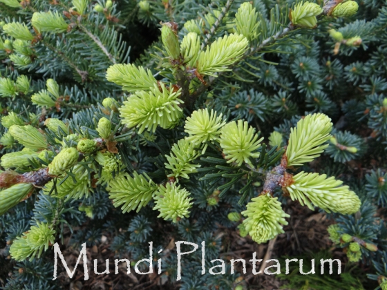 Korean Fir Schweden Konig