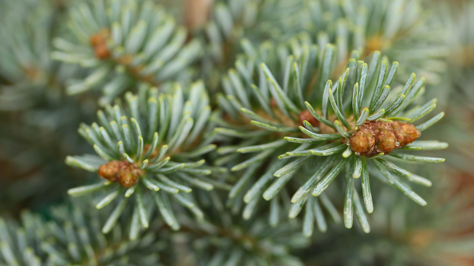 Korean Fir Tannja