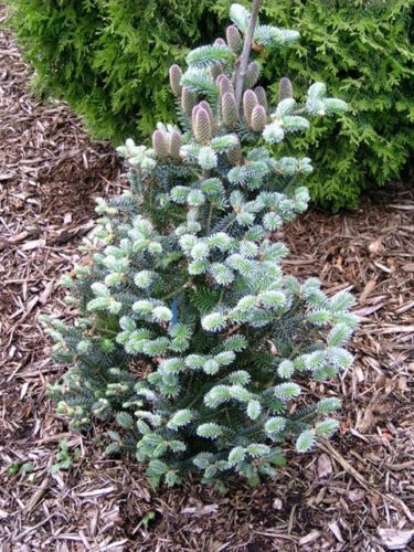 Korean Fir True Blue