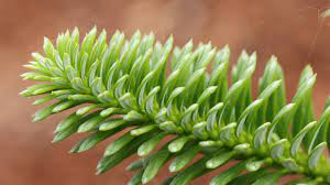 Korean Fir Vengels