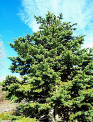 Sub-Alpine Fir, Alpine Fir, Rocky Mountain Fir, White Balsam, Balsam Fir 'Jorg'