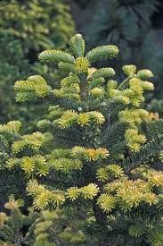 Sicilian Fir Sicilian Gold