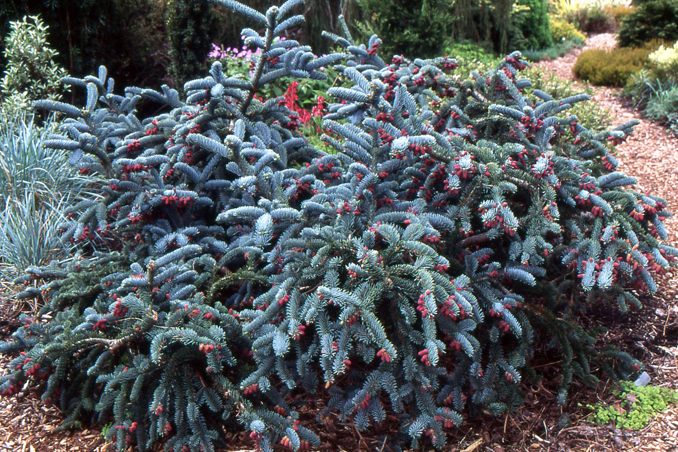 Caucasian Fir, Nordmann Fir, Nordmans Fir Prostrata