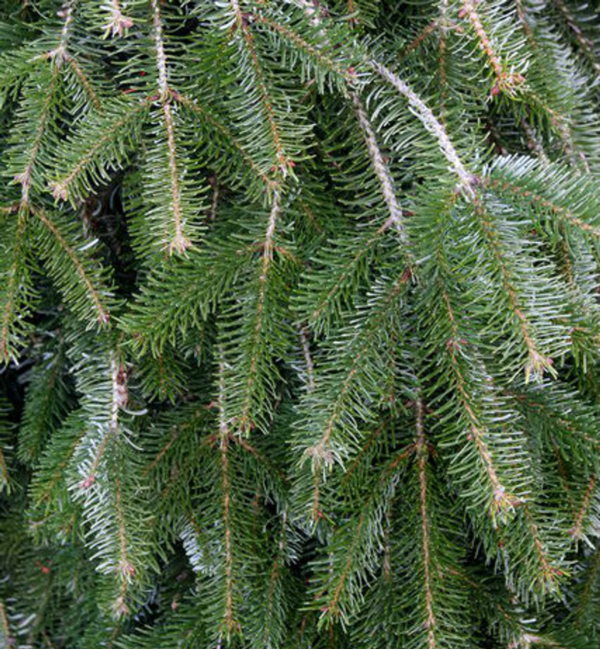 Caucasian Fir, Nordmann Fir, Nordmans Fir Pendula
