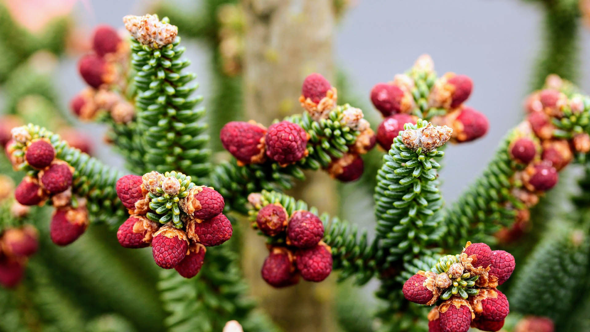 Spanish Fir Fastigiata