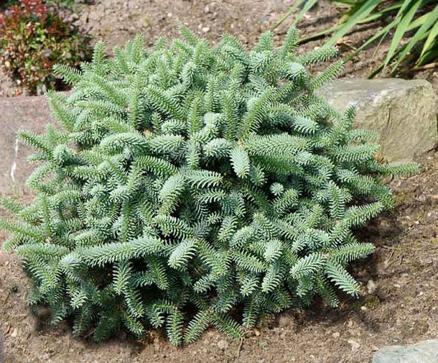 Spanish Fir Horstmann
