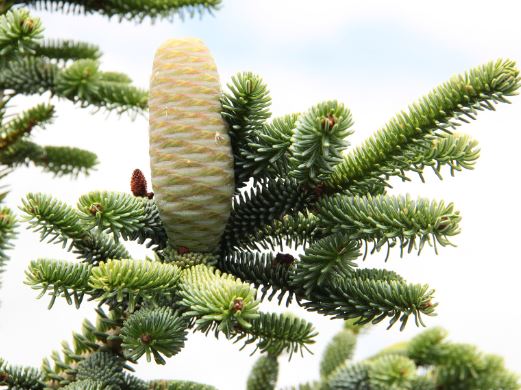 Algerian Fir Pendula