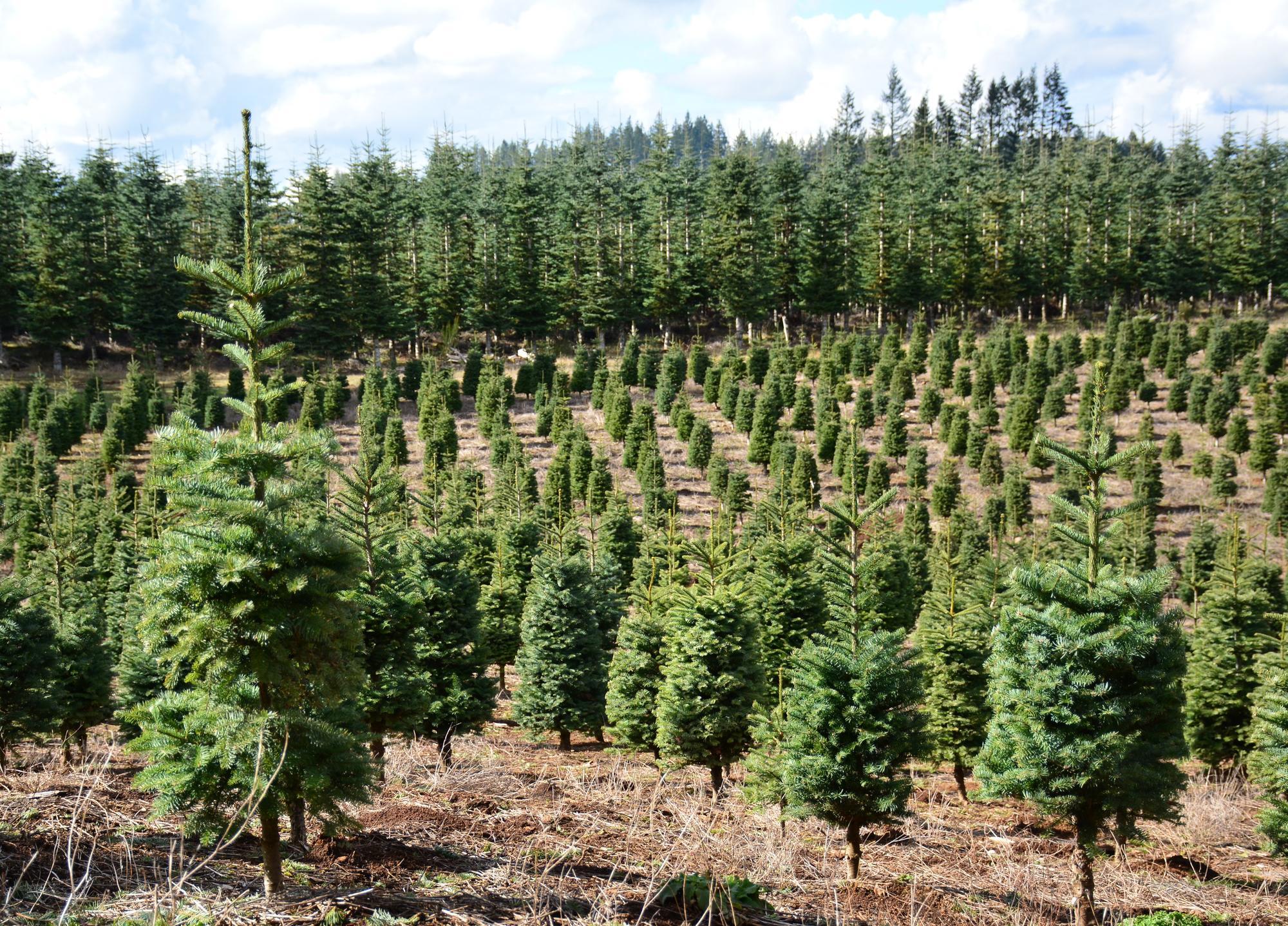 Noble Fir Hupps Perfect Christmas Tree