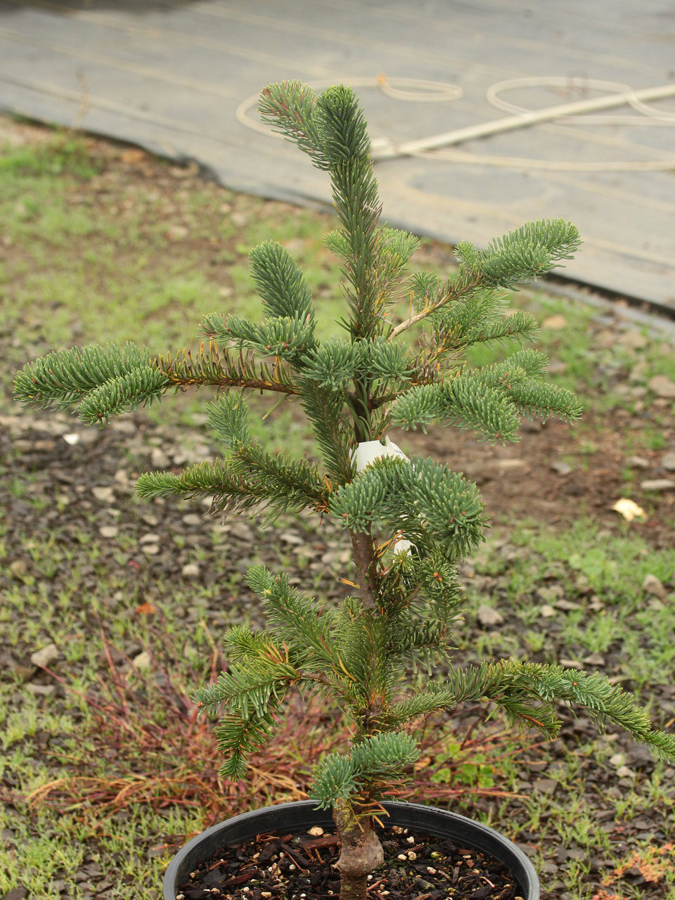 Noble Fir Hupps Single Snake