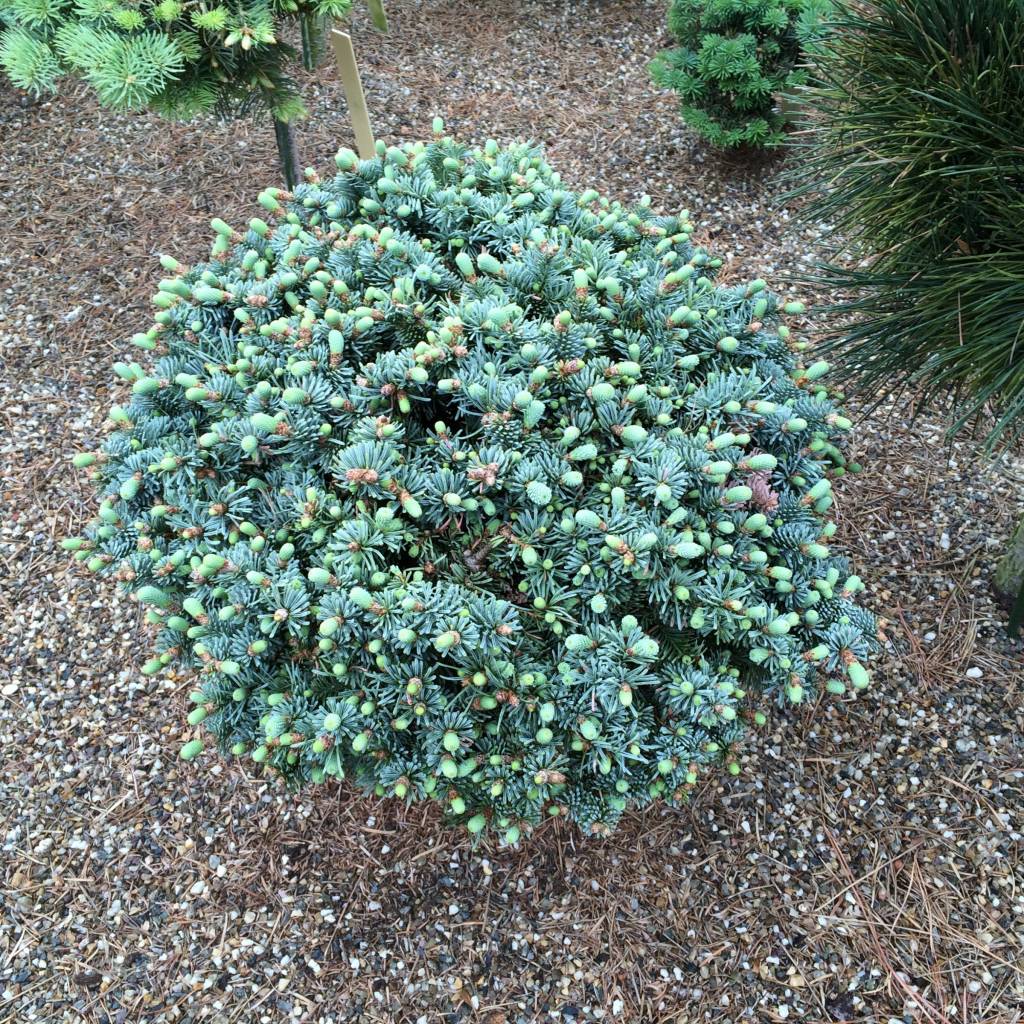 Noble Fir Jeddeloh