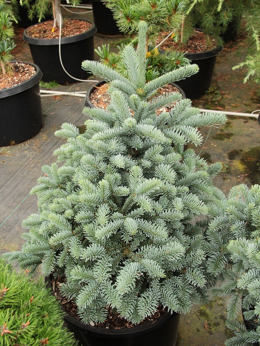 Noble Fir Obrighofen
