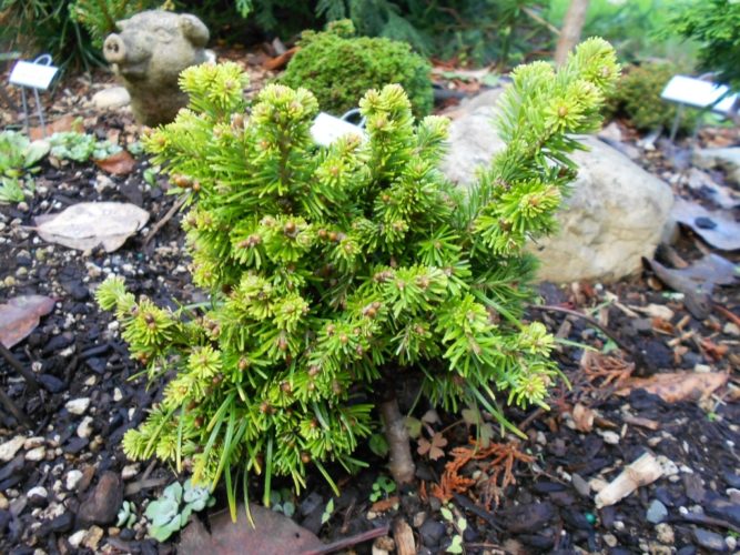 Siberian Fir Liptovsky Hradok