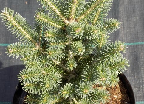 Hybrid Fir Diskus