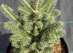 Hybrid Fir 'Diskus'