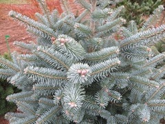 Hybrid Fir 'Inga'