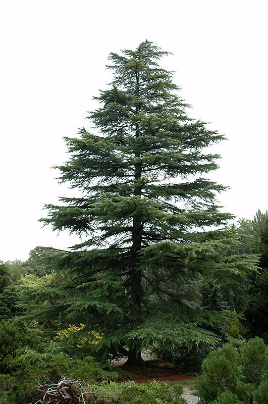 Deodar Cedar, Himalayan Cedar Blue Ice