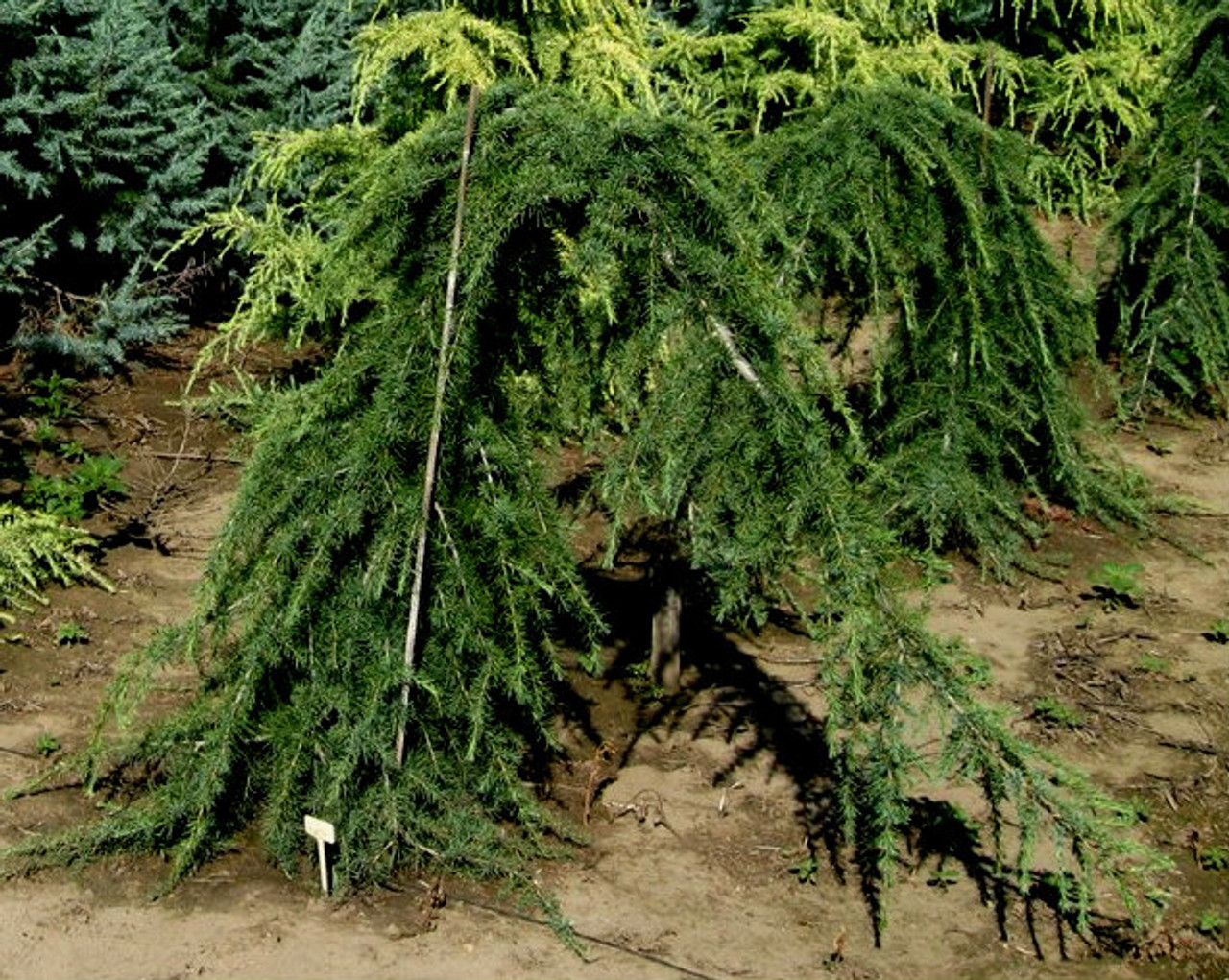 Deodar Cedar, Himalayan Cedar Girard Weeping