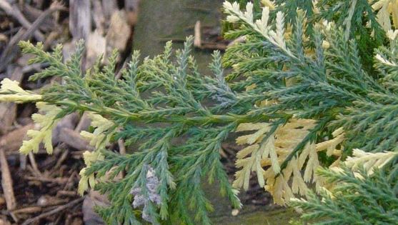 Alaska Cedar, Nootka False Cypress, Nootka Cypress Hope