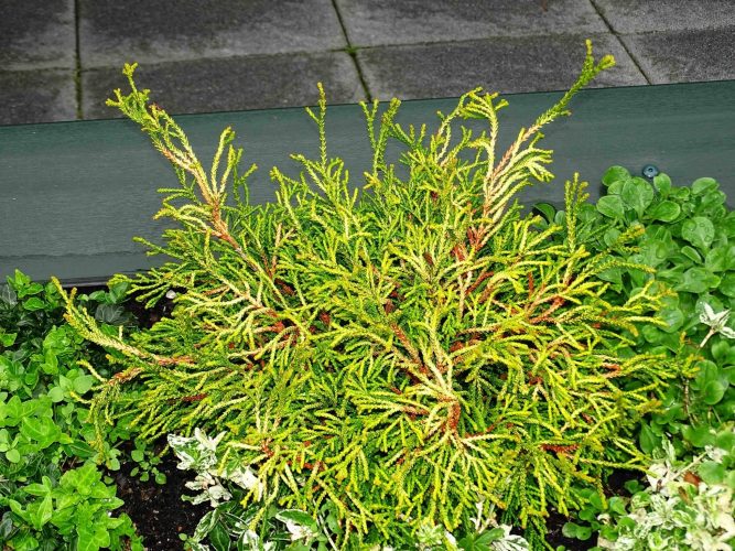 Hinoki False Cypress Gitte