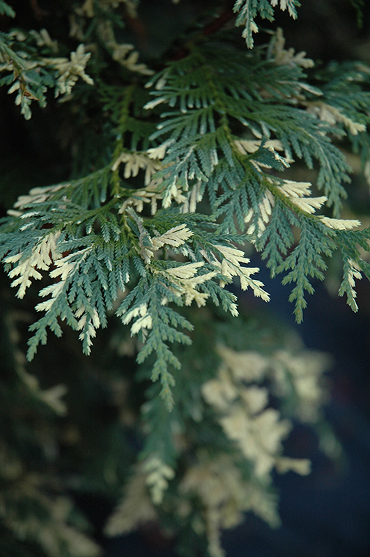 Alaska Cedar, Nootka False Cypress, Nootka Cypress Special Variegated