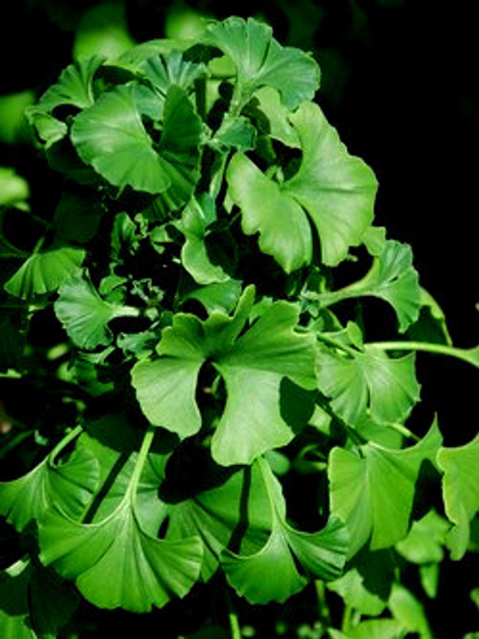 Ginkgo, Maidenhair Tree Gnome