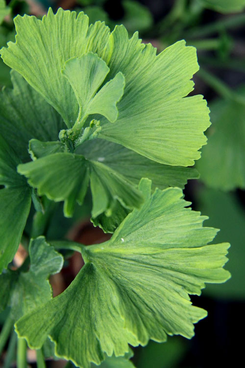 Ginkgo, Maidenhair Tree Jagged Jade