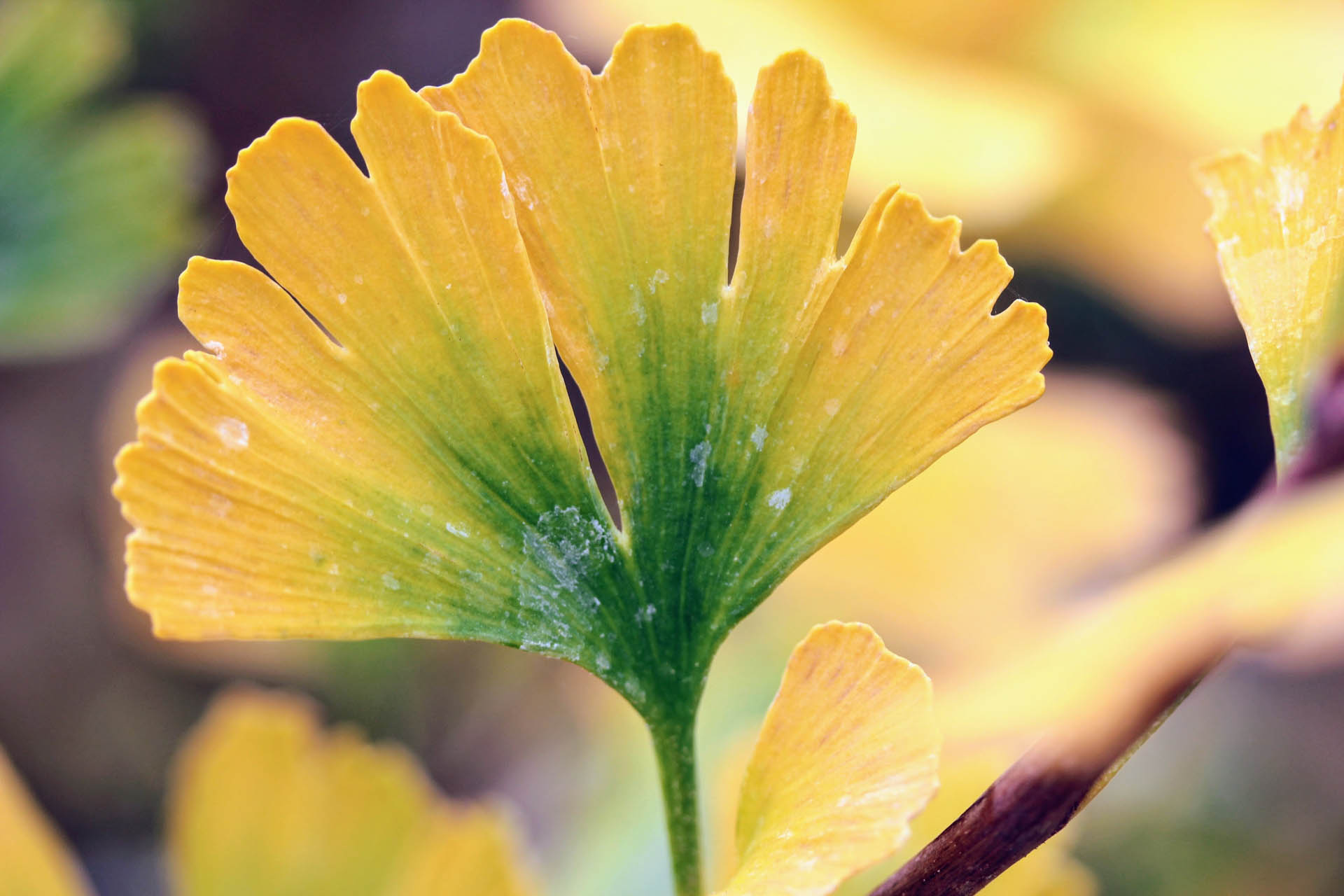 Ginkgo, Maidenhair Tree Menhir