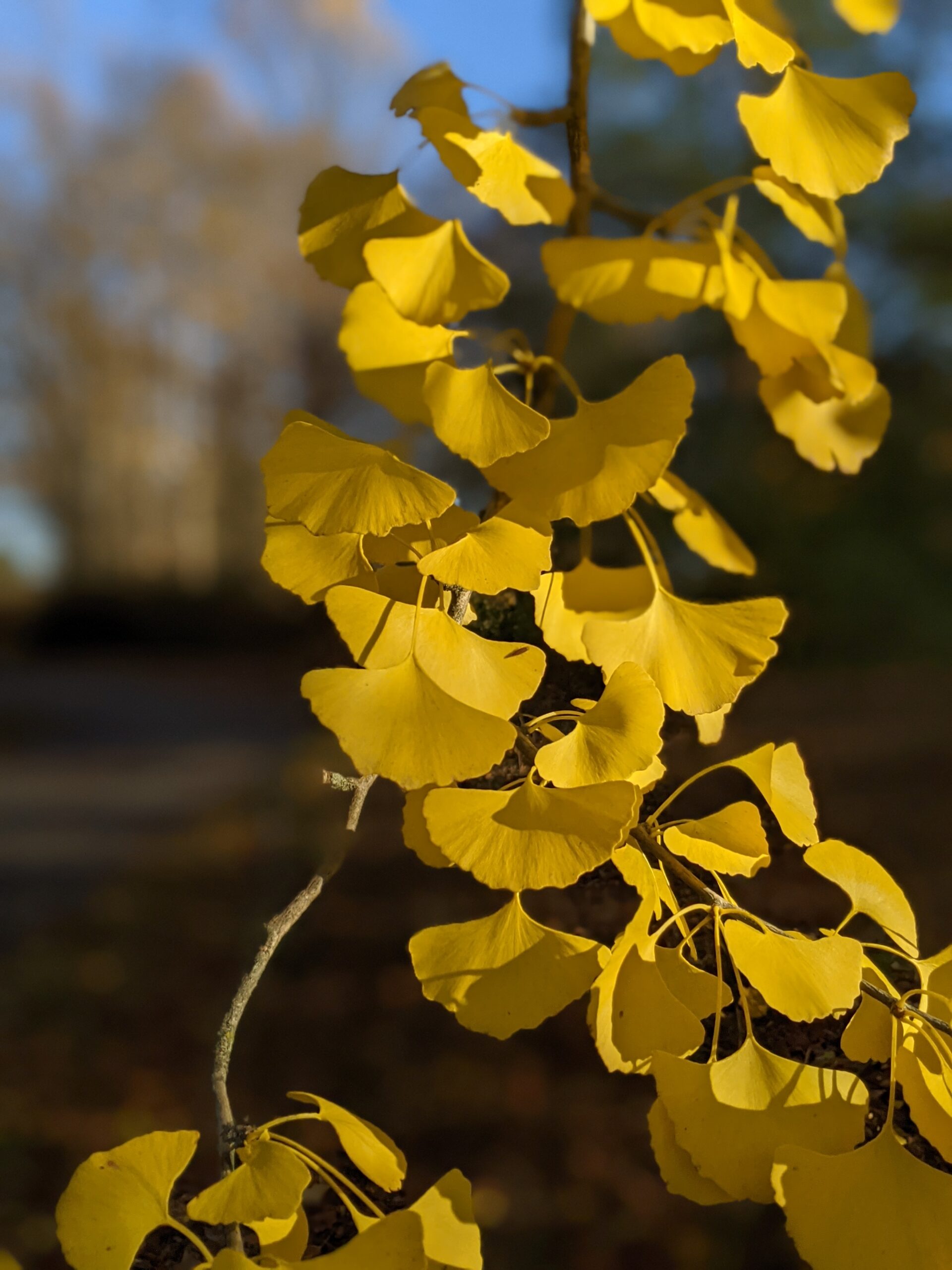 Ginkgo, Maidenhair Tree Prehistoric Gold
