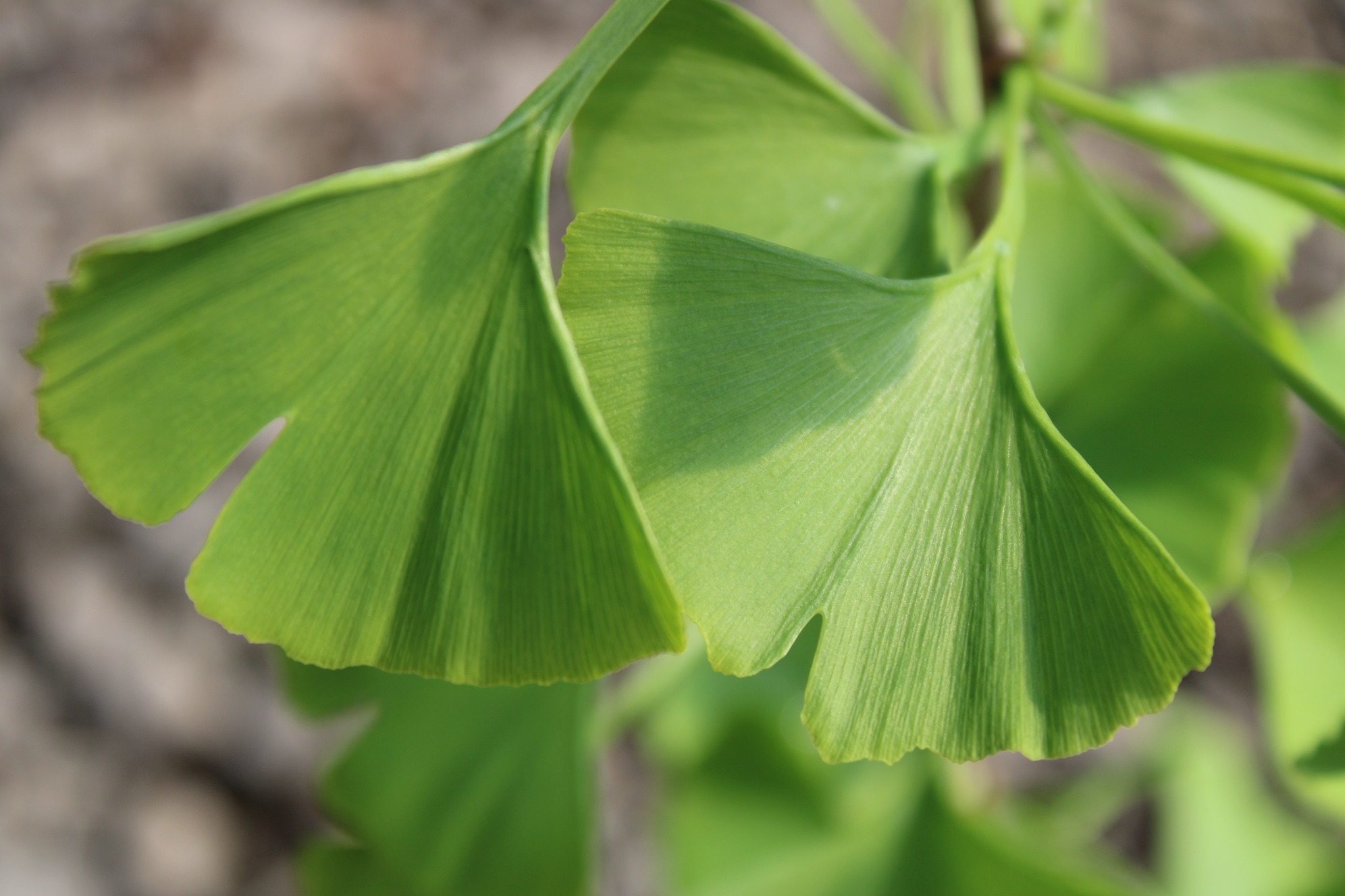 Ginkgo, Maidenhair Tree Yadkin Gold