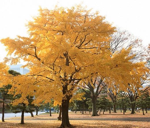 Ginkgo, Maidenhair Tree Yellow Dragon