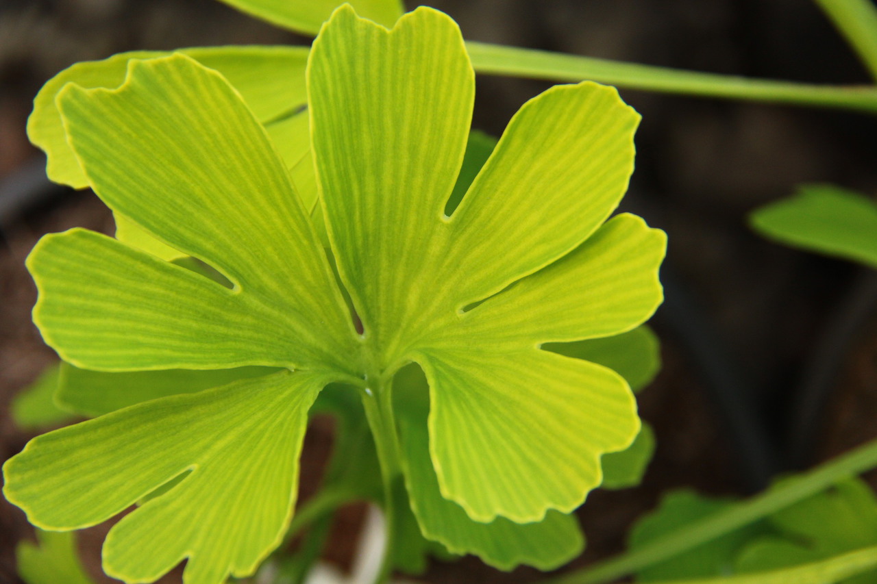 Ginkgo, Maidenhair Tree Zebra