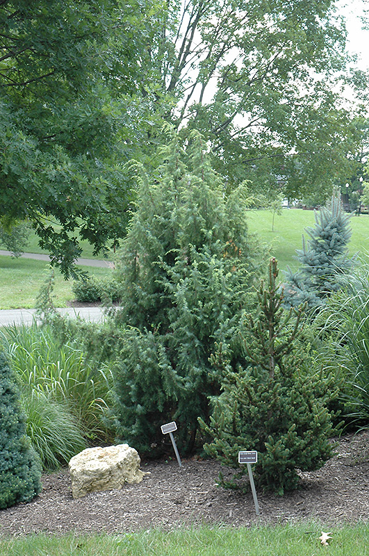 Common Juniper Kalebab