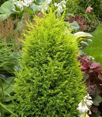 Common Juniper Swanborough Gold