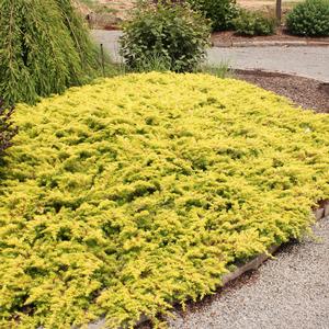 Shore Juniper Golden Pacific