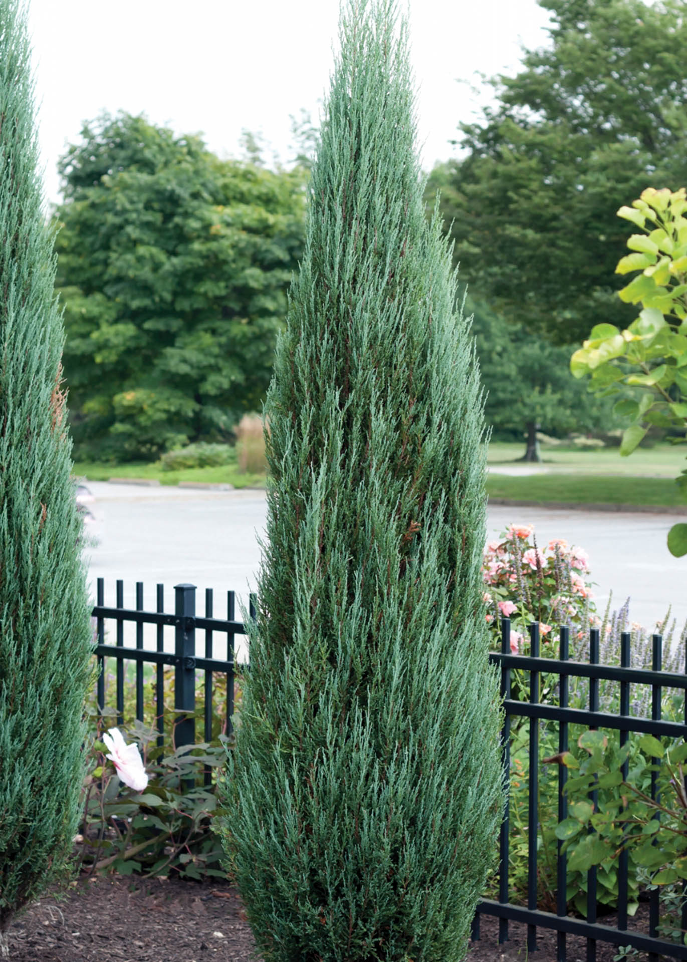 Rocky Mountain Juniper Blue Arrow