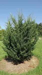 Rocky Mountain Juniper Moffetii