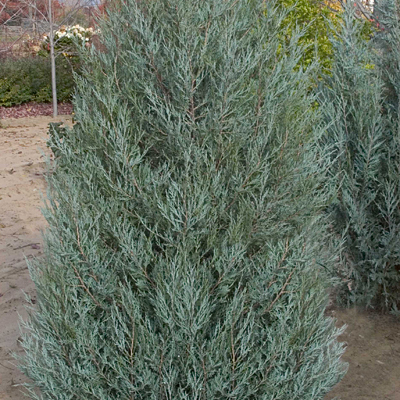 Rocky Mountain Juniper Sky High