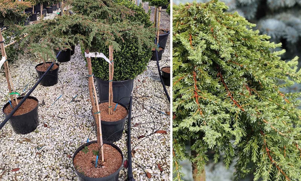 Common Juniper Greenmantle