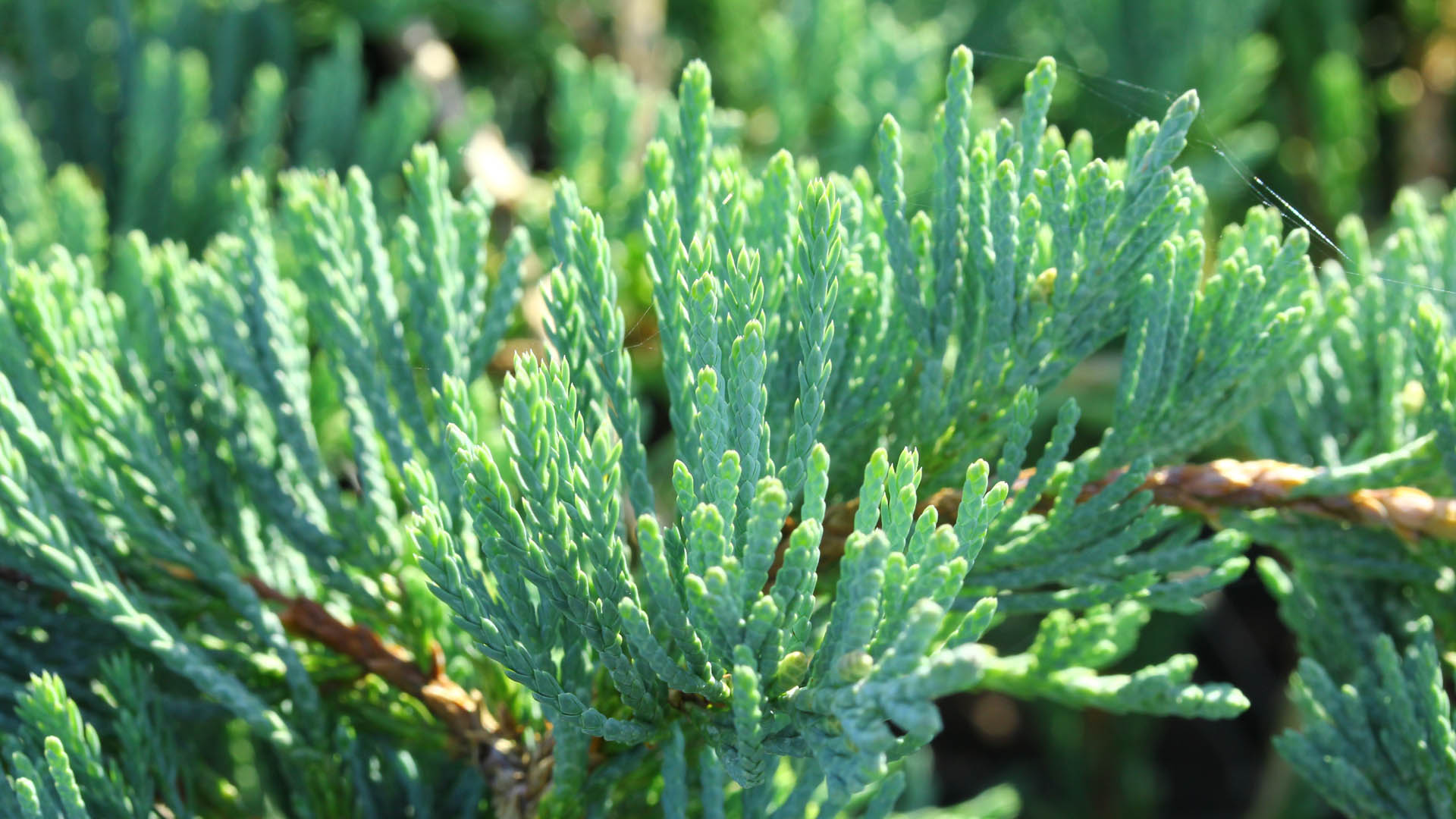 Creeping Juniper, Trailing Juniper, Creeping Cedar Glacier