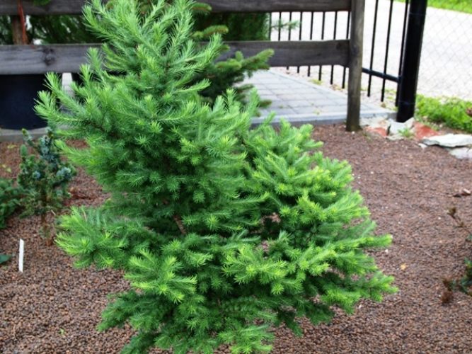 Japanese Larch Grey Pearl