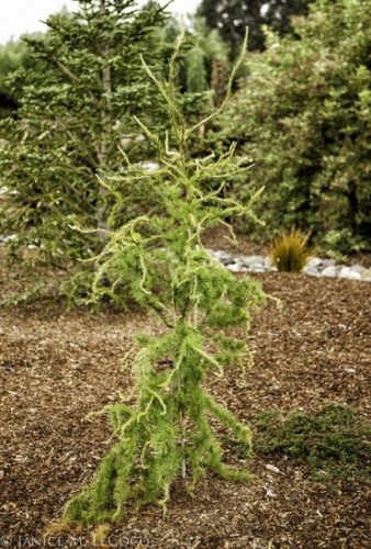 European Larch Horstmanns Recurved