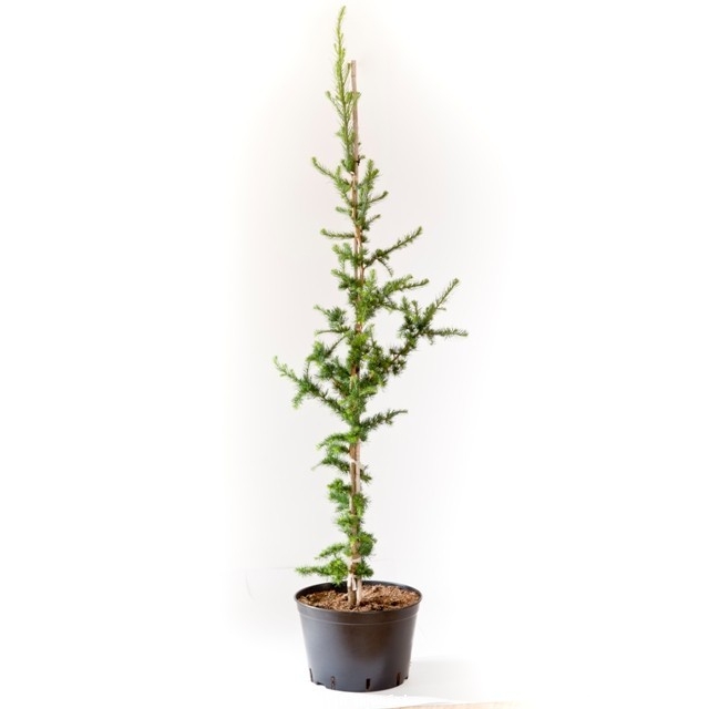 Dunkeld Hybrid Larch Grot