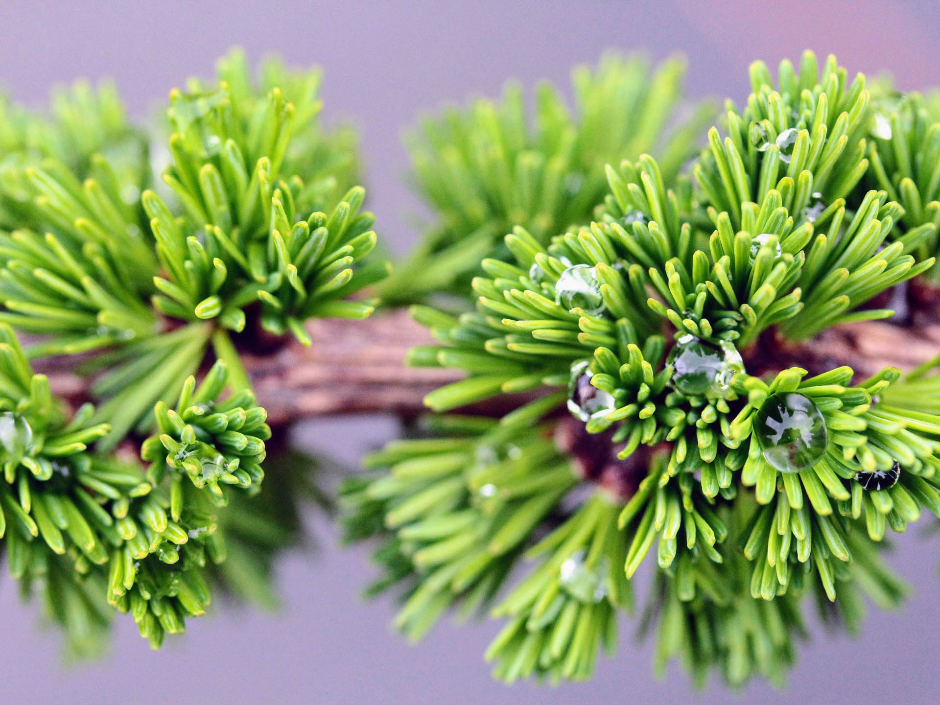 European Larch Krejci