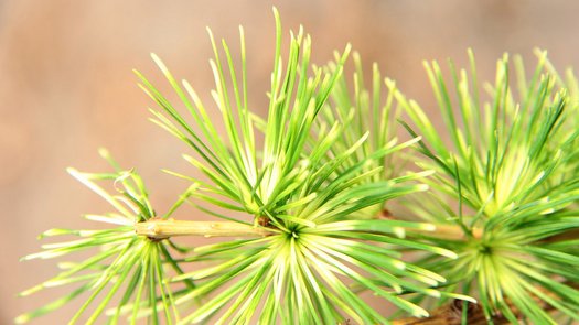 European Larch Lucek